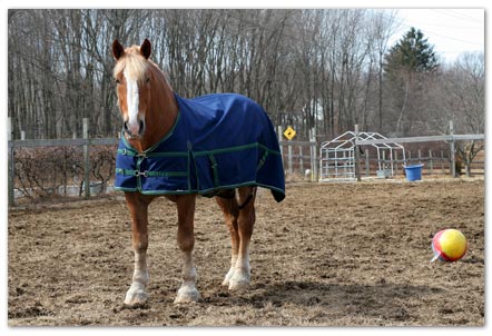 Horse wearing blanket
