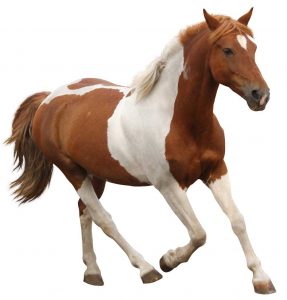 Horse on white background
