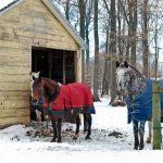 Two horses next to barn wearing horse blankets